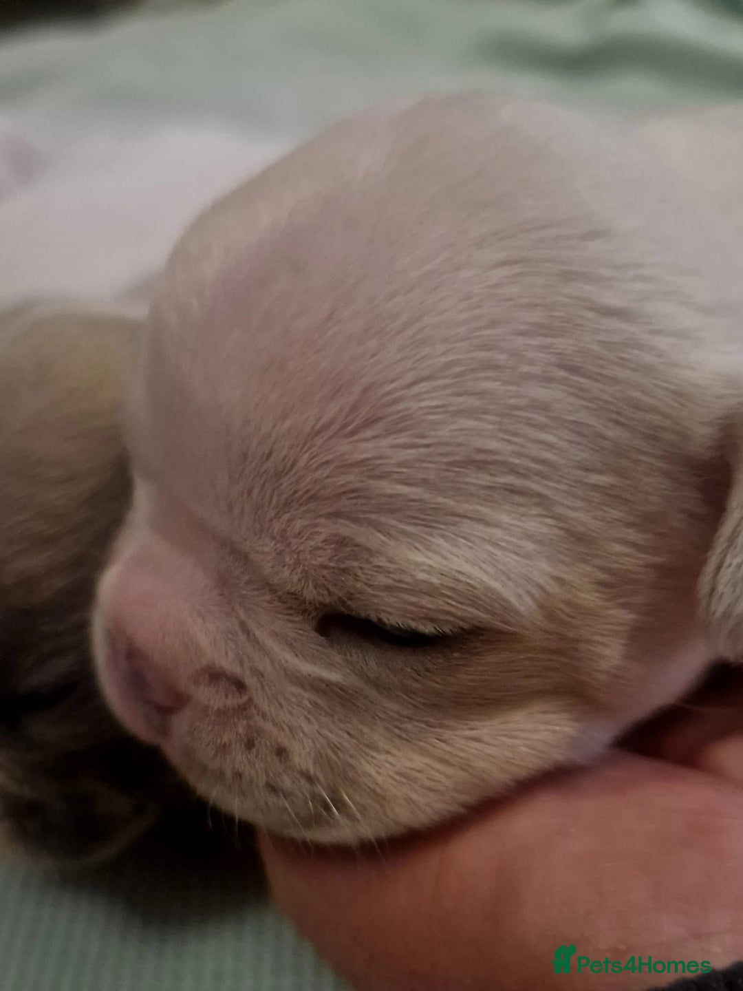 French Bulldog dogs for sale: Kc registered french bulldog puppies - Image 26