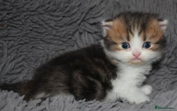 Scottish Fold cats for sale: Delightful Babies with delightful markings - Advert 6