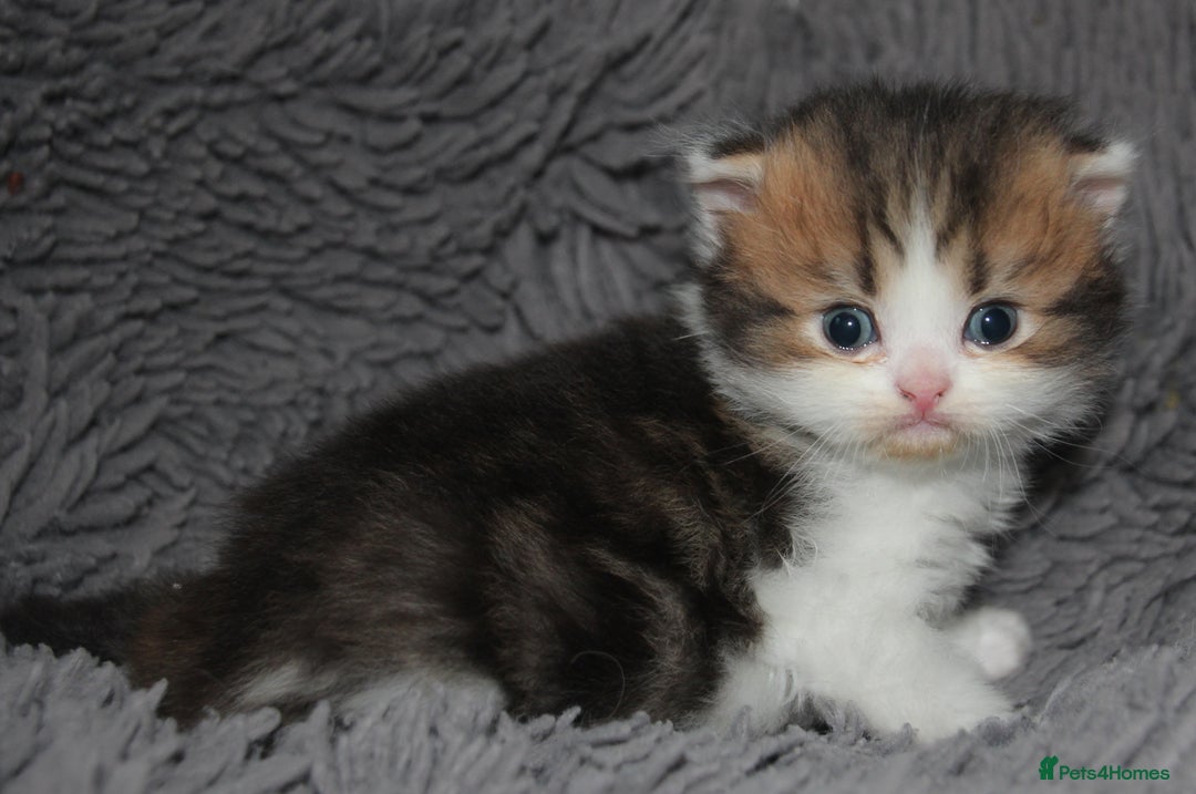 Scottish Fold cats for sale: Delightful Babies with delightful markings - Advert 6