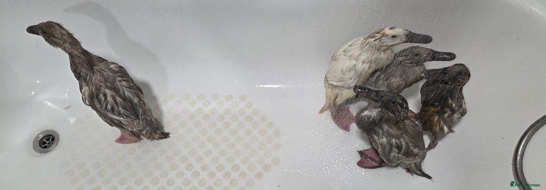 Ducks poultry for sale: Rare colour Pure bred silver runner Ducks  - Advert 6