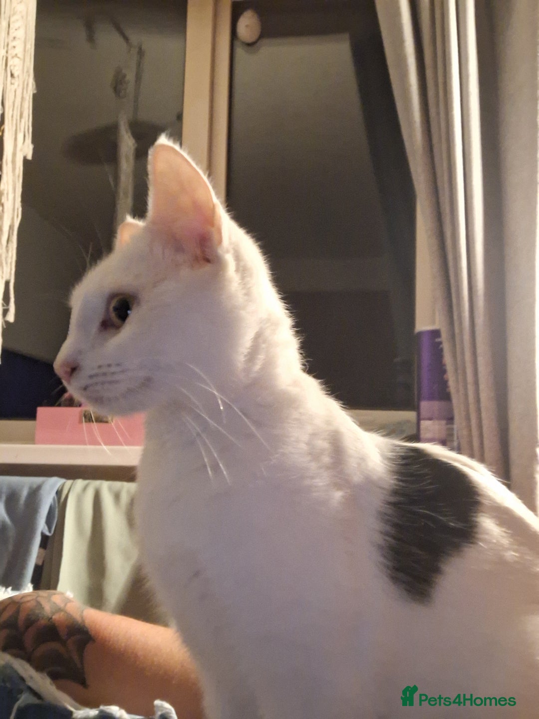 British Shorthair cats for sale: Cats Black & white kittens for sale  - Advert 5