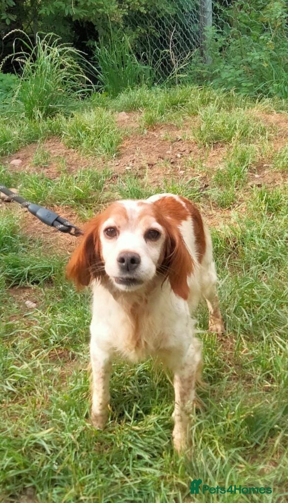 Brittany Spaniel dogs Quilla - Advert 2