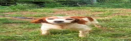 Brittany Spaniel dogs for adoption: Quilla in Consett - Advert 1