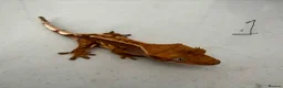 Gecko reptiles for sale:  Lilly white Crested gecko babies - Advert 4