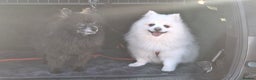 Pomeranian dogs for adoption: Older boy looking for new home - Advert 2