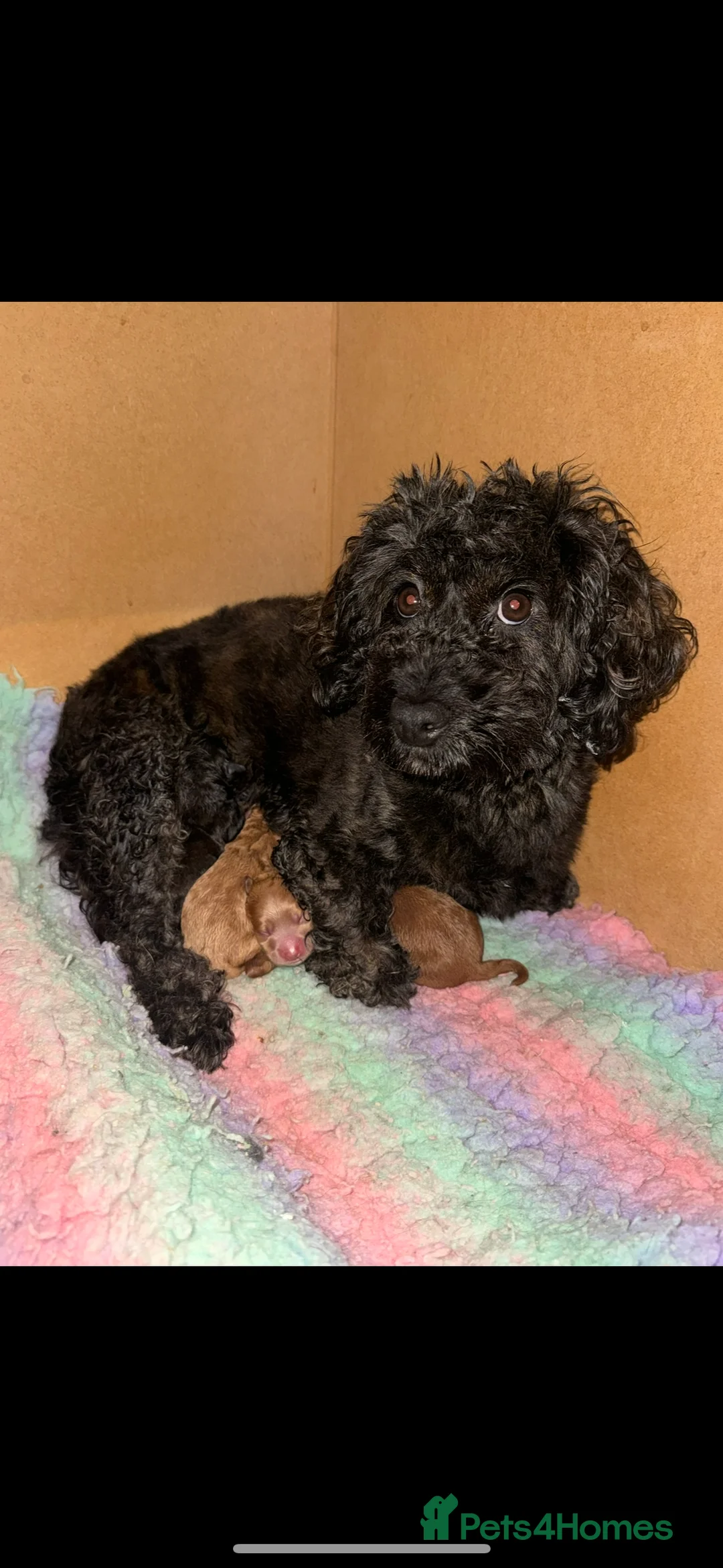 Doxiepoo dogs for sale: READY TO GO IN 4 DAYS!! Stunning F1b toy poodles  - Advert 2