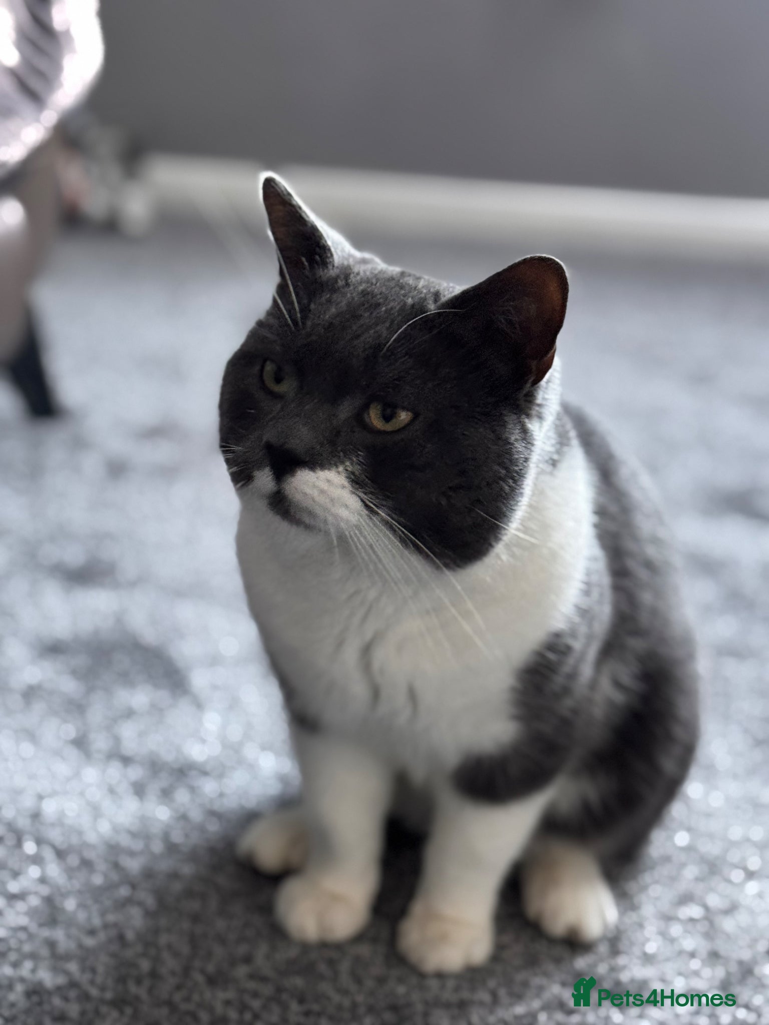 Russian Blue cats Blue russian cat  - Advert 4