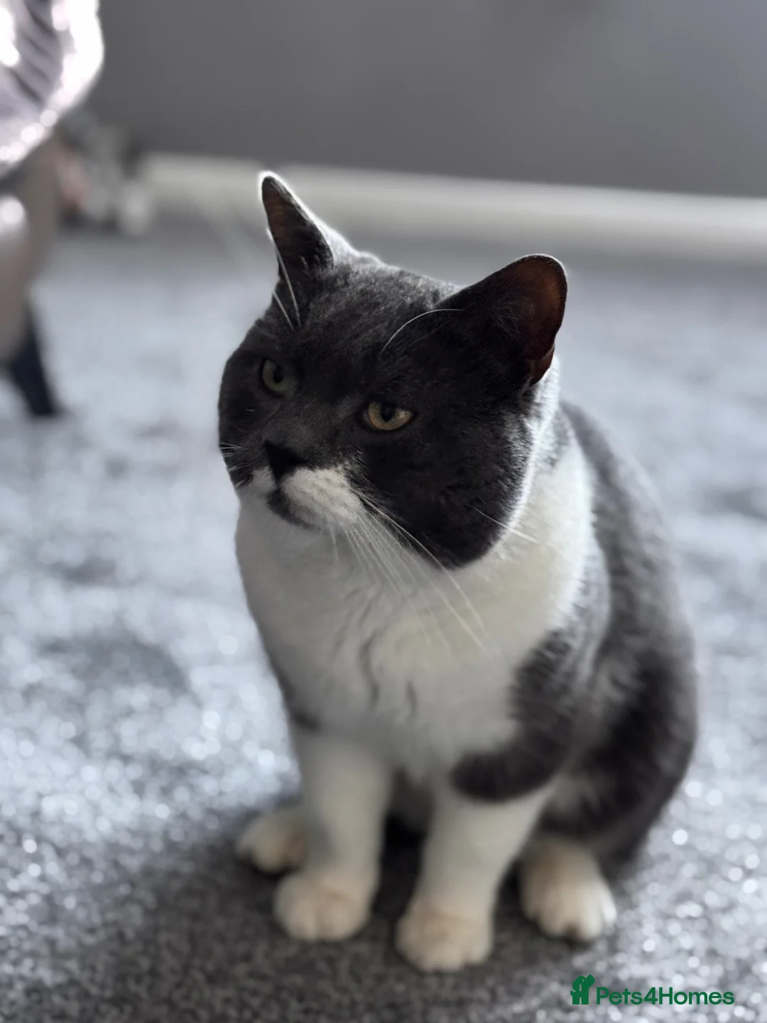 Russian Blue cats for sale: Blue russian cat  - Advert 1