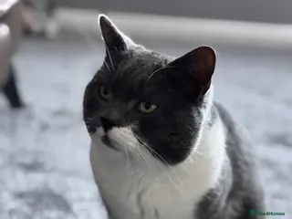 Russian Blue cats Blue russian cat - Advert 7