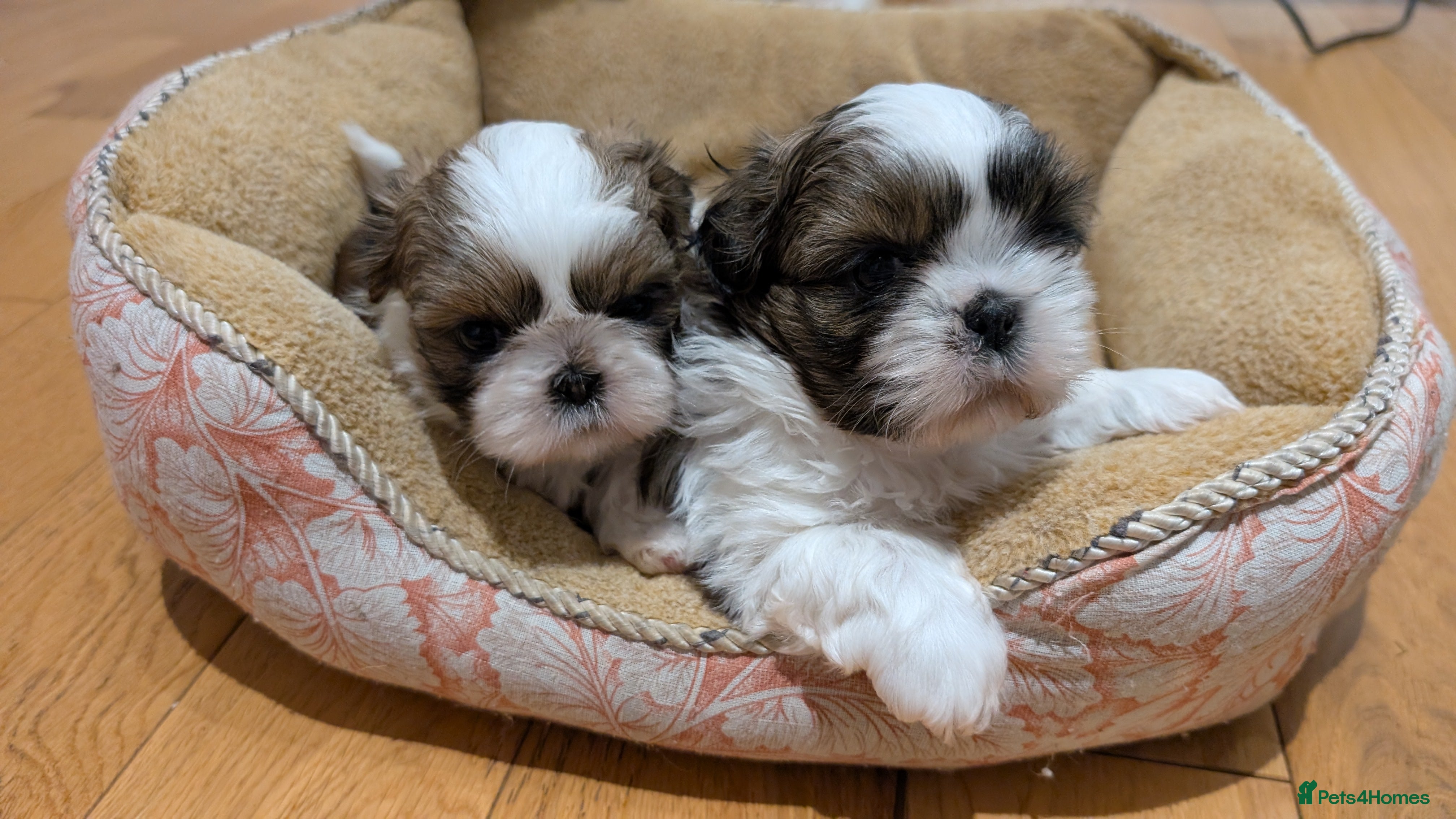 Shih Tzu dogs  2 adorable male Shih Tzu puppies - Advert 2