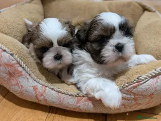 Shih Tzu dogs 2 adorable male Shih Tzu puppies - Advert 2