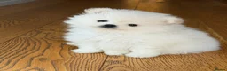 Pomeranian dogs for sale: ❤️Stunning KC white boy from KC parents❤️ - Advert 6
