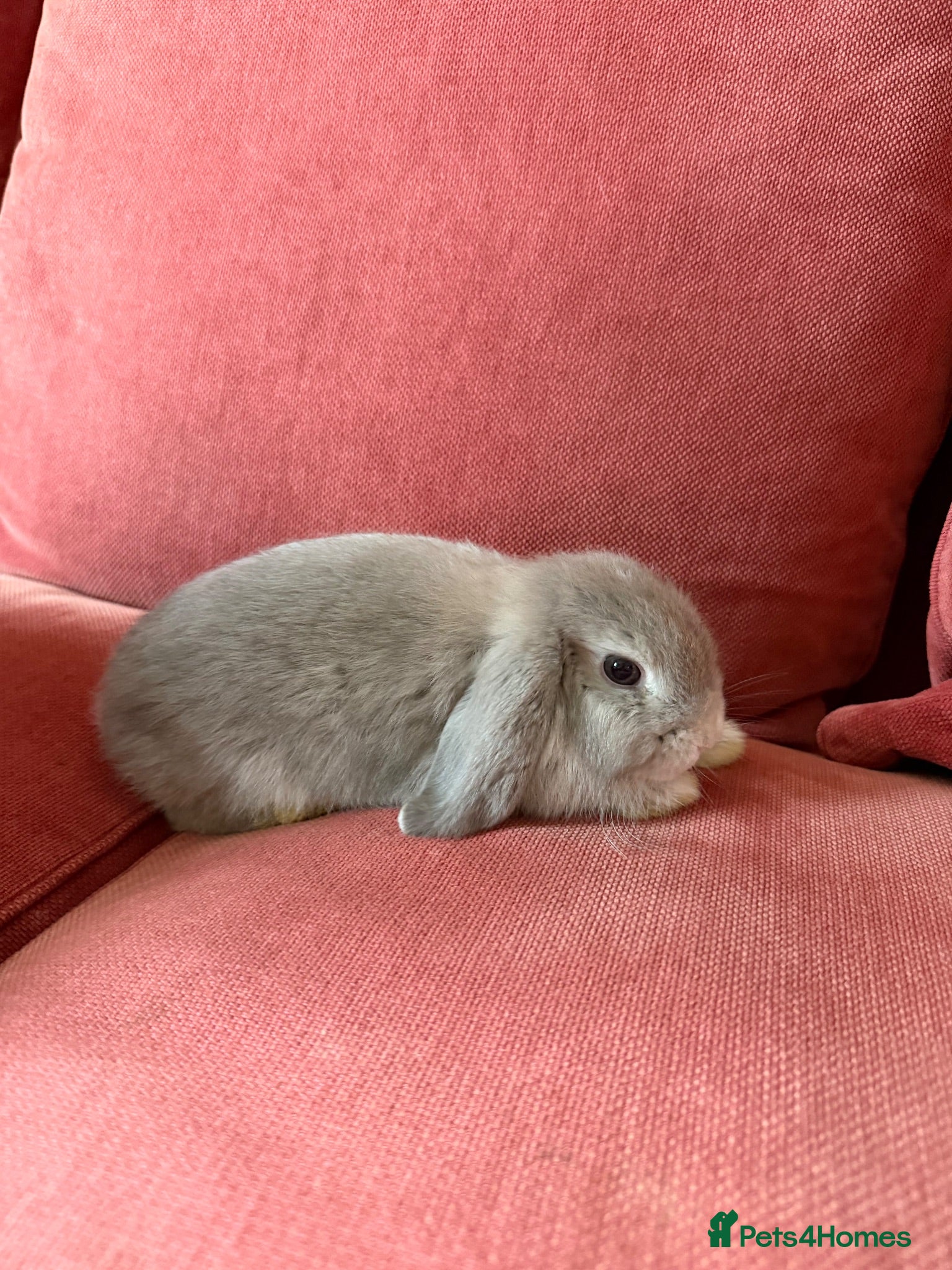 Mini Lop rabbits 3 Friendly Baby Rabbits Looking for Loving Homes - Advert 2