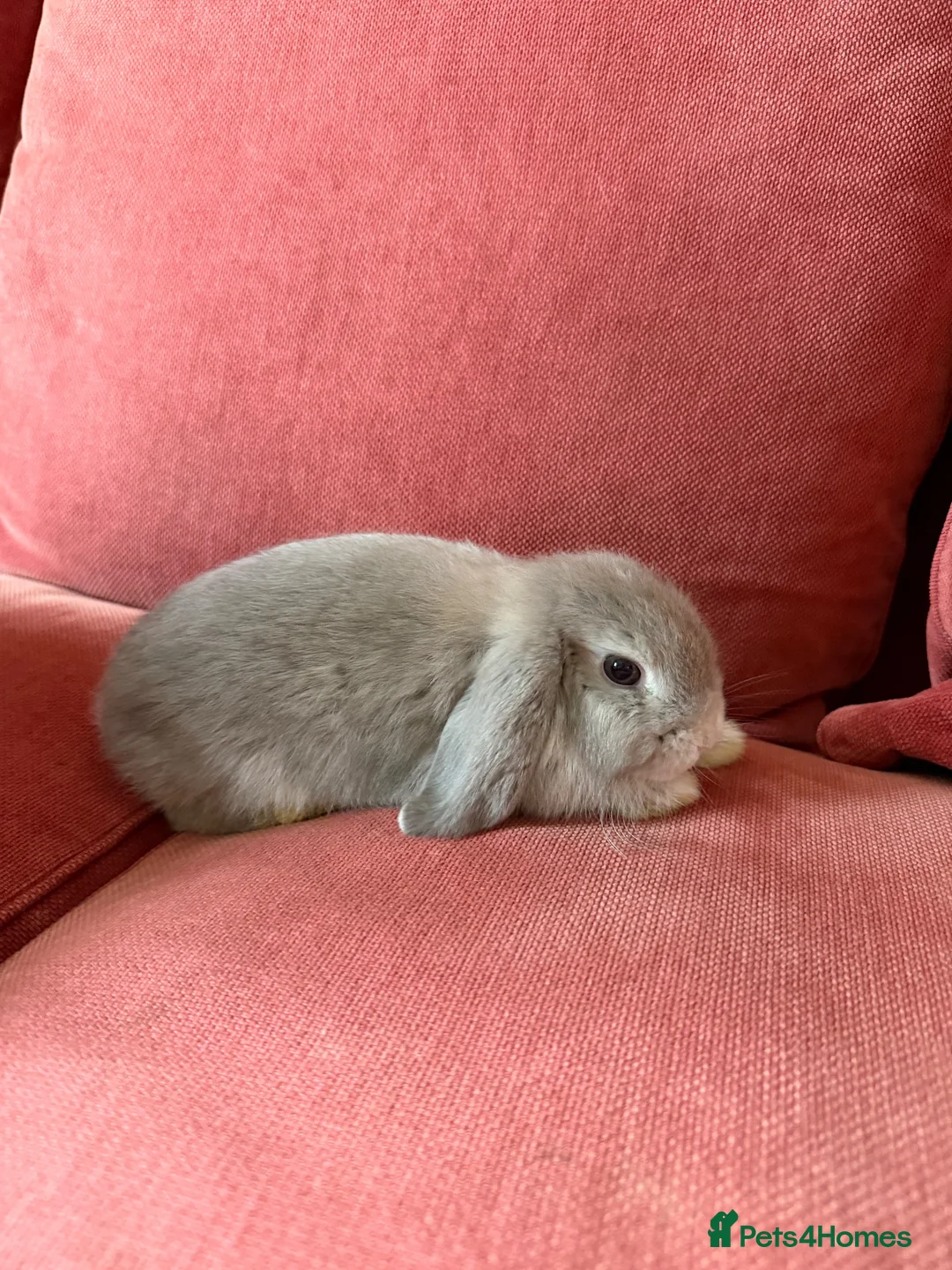 Mini Lop rabbits for sale: 3 Friendly Baby Rabbits Looking for Loving Homes in Buckhurst Hill - Advert 2