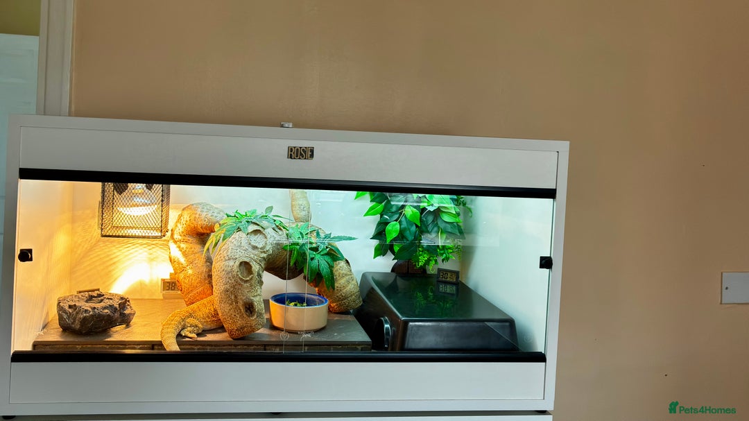 Bearded Dragon reptiles for sale: Beautiful Female bearded dragon with full set up  - Advert 18