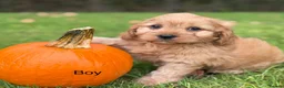 Cavapoo dogs for sale: Cavapoo, Ready Halloween 🎃  - Advert 3