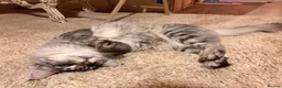 Maine Coon cats for sale: Maine Coon X Silver Tabby F in Aylesbury - Advert 1