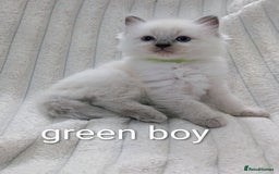 Ragdoll cats for sale: 6 beautiful pure Ragdoll  - Image 2
