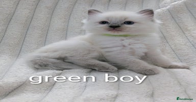 Ragdoll cats - Advert 2