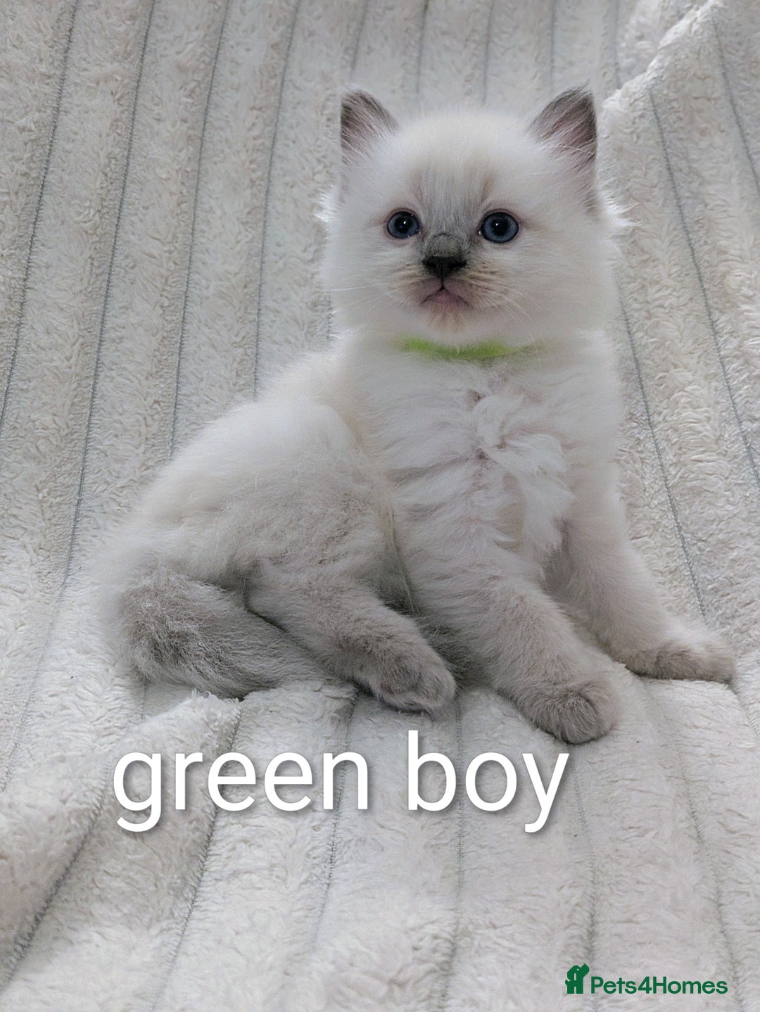 Ragdoll cats for sale: 6 beautiful pure Ragdoll  - Image 2