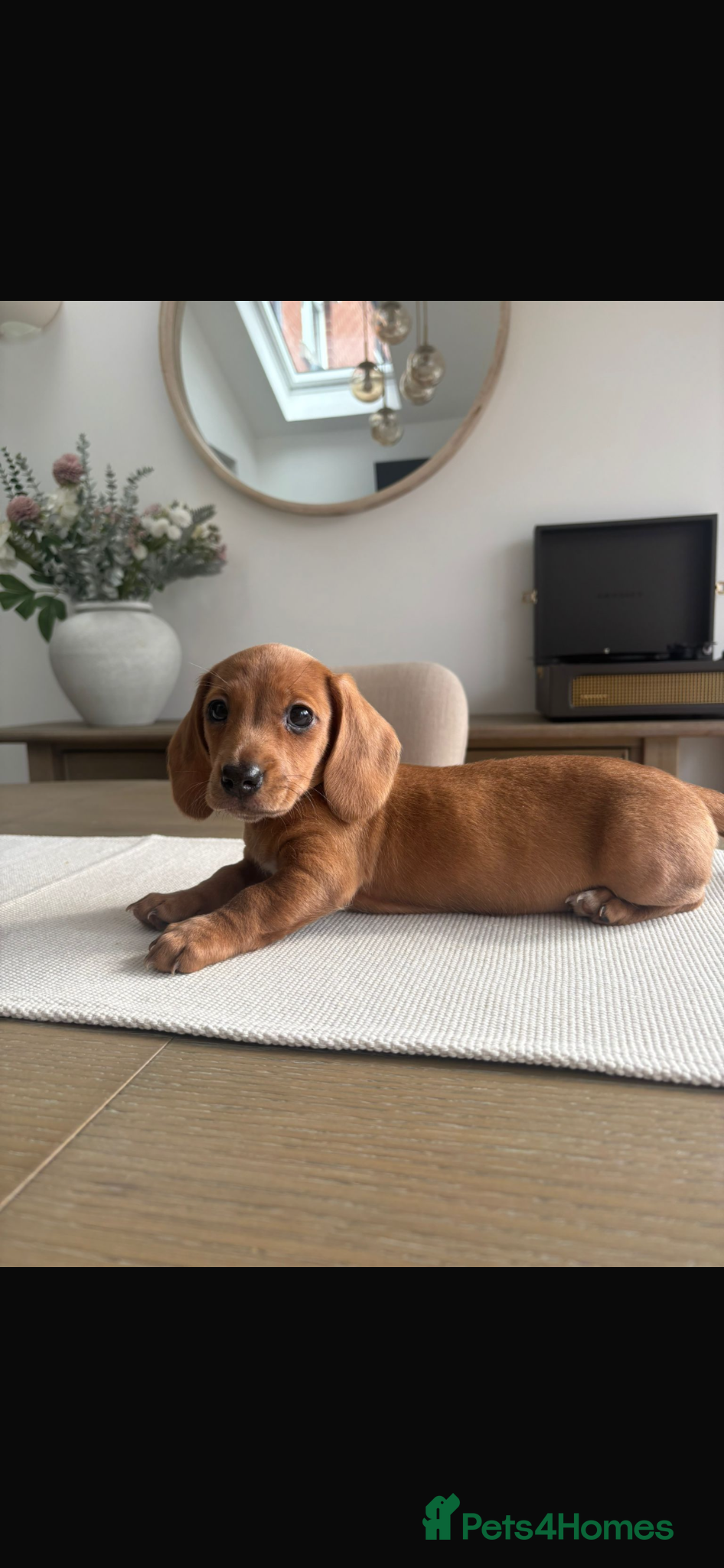 Miniature Dachshund dogs Miniature Dachshund  - Advert 6