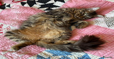 Mixed Breed cats in London - Advert 5