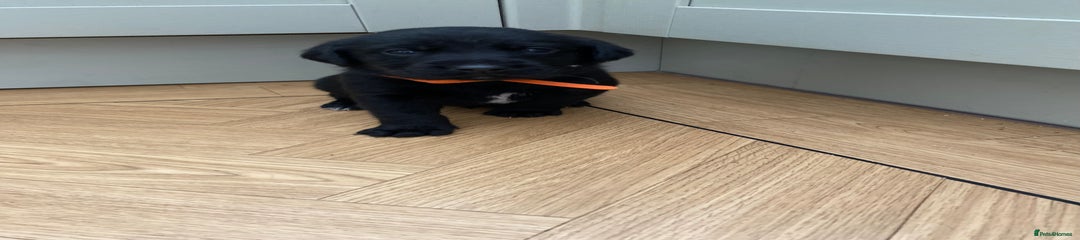 Orange pup