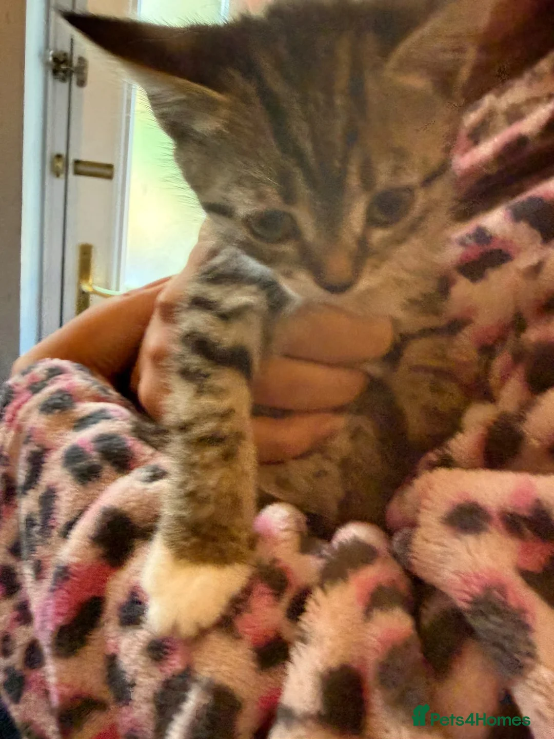 Mixed Breed cats for sale: tabby kitten  - Advert 4