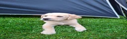 Labrador Retriever dogs for sale: READY TO GO. 2 AVAILABLE. Labrador Pups. KCreg. - Advert 38