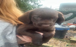 Labrador Retriever dogs for sale: Chocolate lab pup  - Image 5