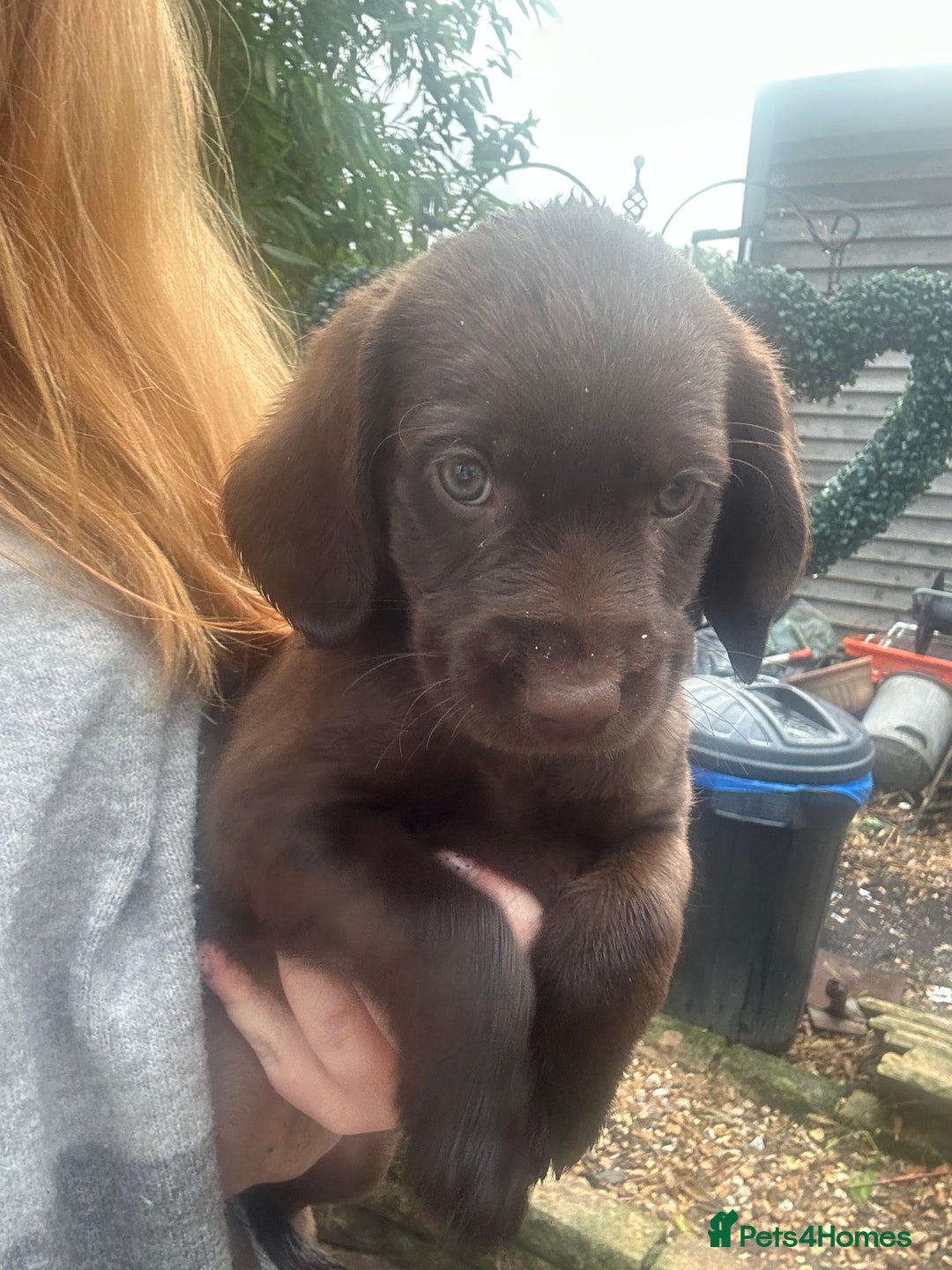 Labrador Retriever dogs for sale: Chocolate lab pup  - Image 5