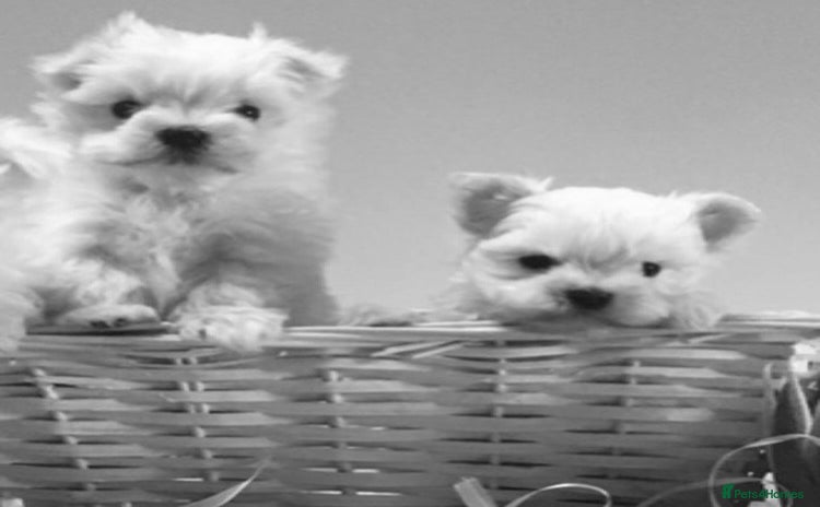 Maltese dogs - Advert 1