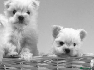 Maltese dogs - Advert 8