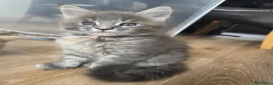 Silver Tabby Female