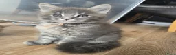 Maine Coon cats for sale: Beautiful little of Maine Coon kittens  - Advert 8