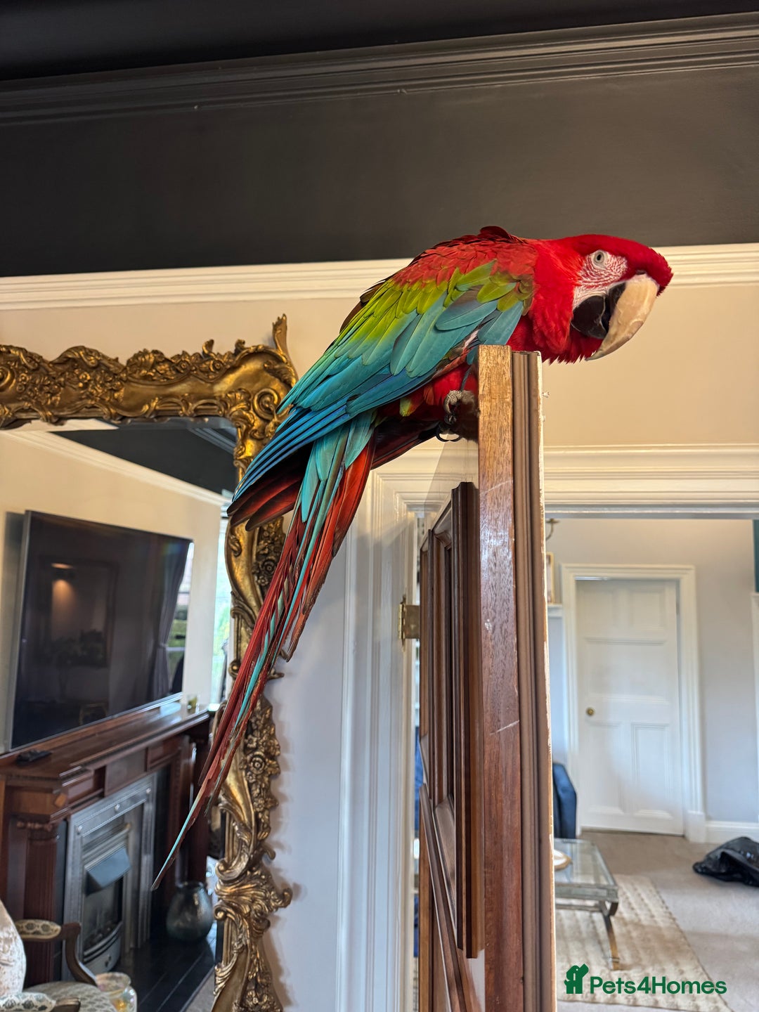 Macaws birds for sale: Tame&Talking Greenwing Macaw - Advert 5
