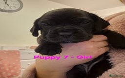 Mixed Breed dogs for sale: Cockerbull Puppies - Image 18