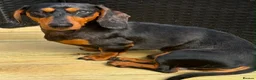 Chihuahua dogs for sale: Chihuahua X Miniature Dashund - Advert 31