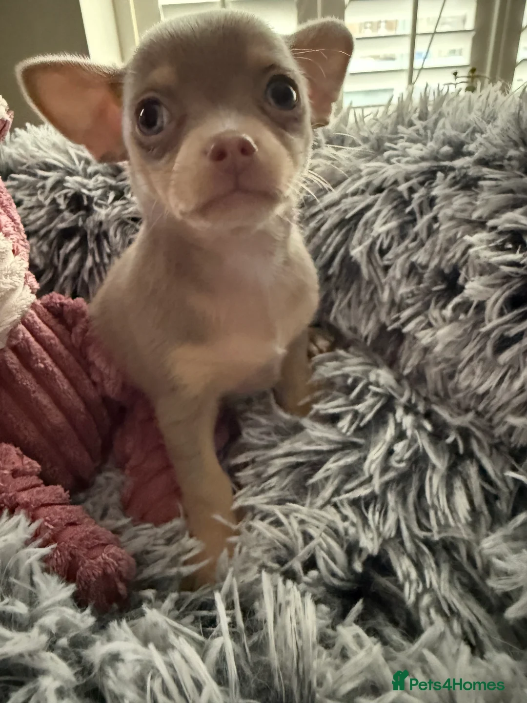 Chihuahua dogs for sale: Rare Lilac & Tan Smooth Coat Chihuahua Puppies - Advert 2