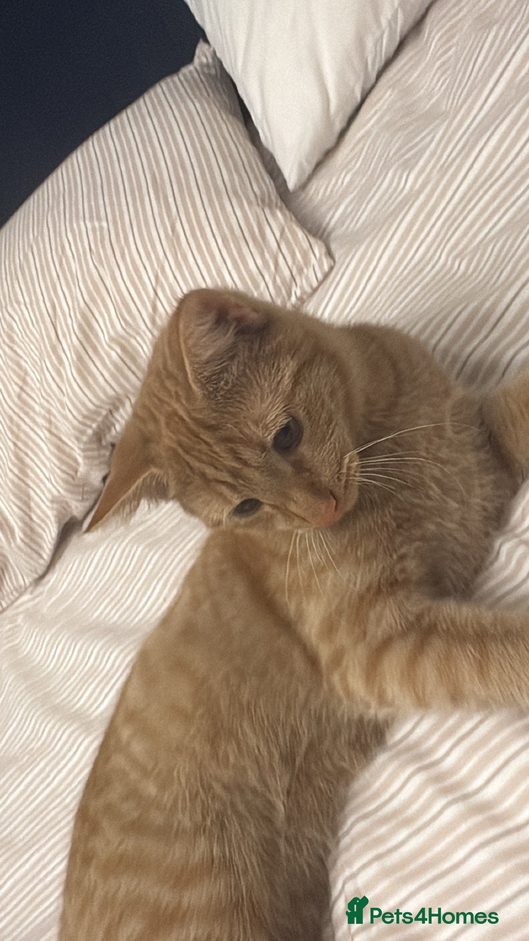 Domestic Shorthair cats 13 weeks ginger  - Advert 2