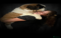 Saint Bernard dogs for sale: Saint Bernard puppies  - Image 32