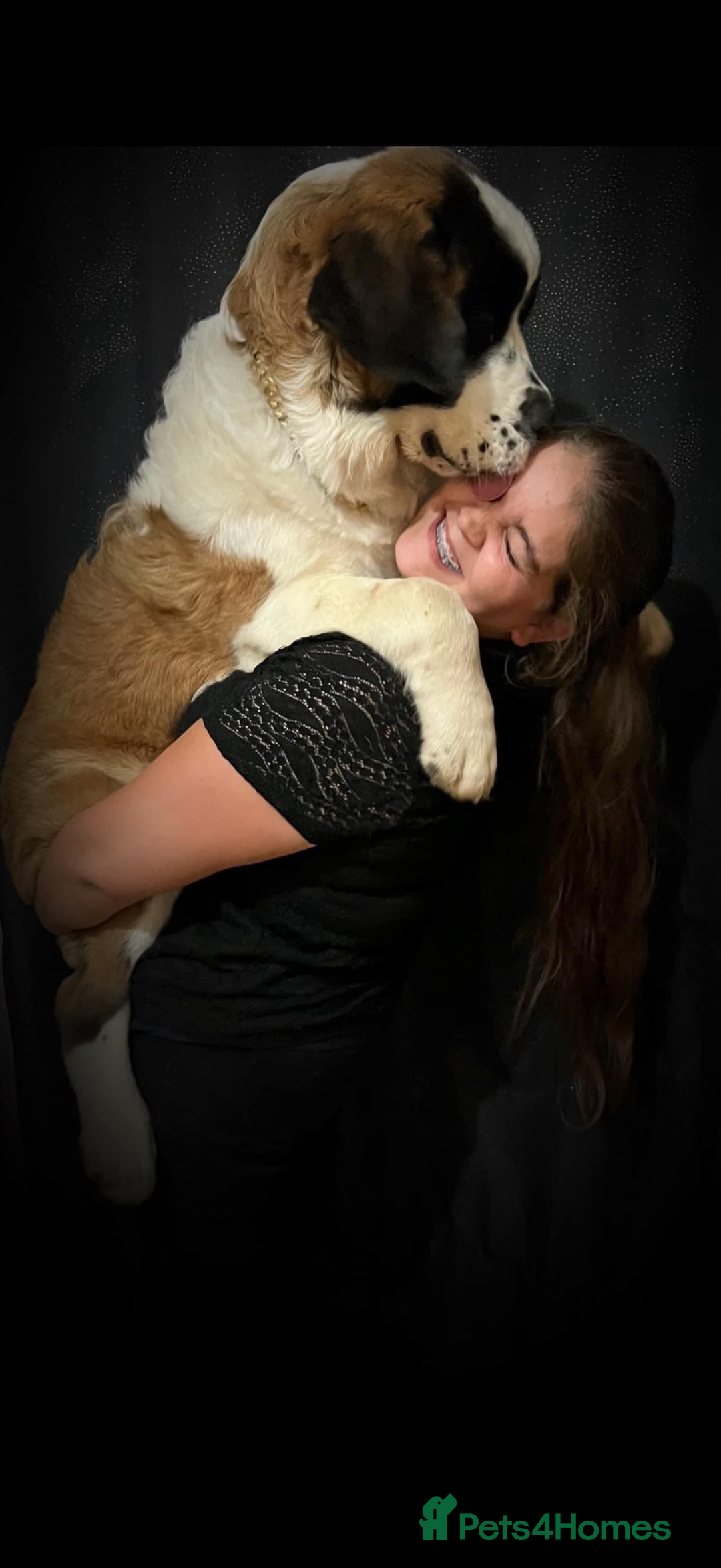 Saint Bernard dogs for sale: Saint Bernard puppies  - Image 32