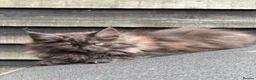 Maine Coon cats for sale: Beautiful Female Maine Coon Kitten - Advert 2