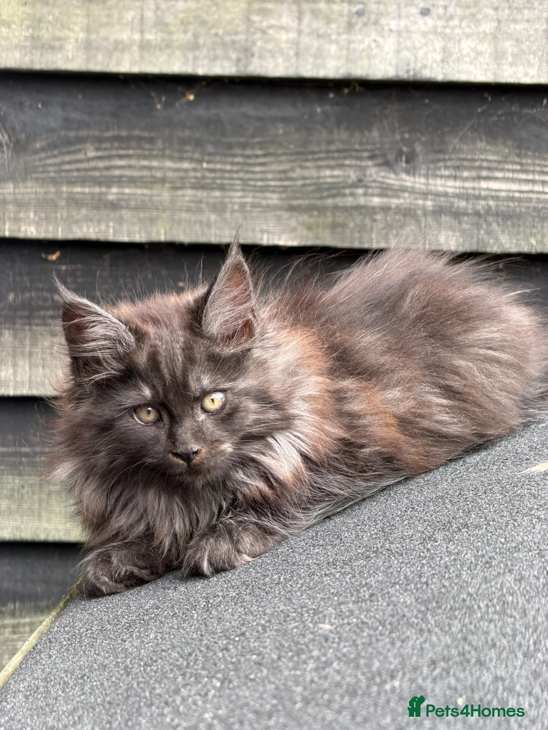 Maine Coon cats for sale: Beautiful Female Maine Coon Kitten - Advert 2