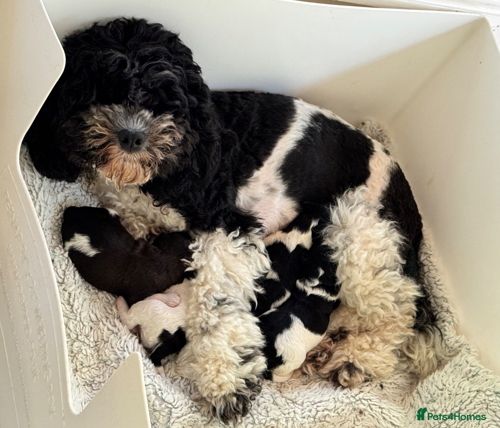 Cockapoo dogs American toy cockapoo puppies for reservation - Advert 2