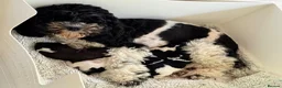 Cockapoo dogs for sale: American toy cockapoo puppies for reservation - Advert 2