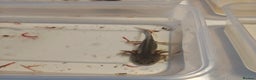 Axolotl reptiles for sale: 3 month old axolotls - Advert 1