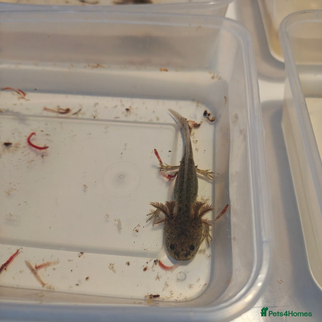 Axolotl reptiles for sale: 3 month old axolotls - Advert 1