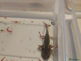 Axolotl reptiles 3 month old axolotls - Advert 1