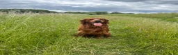 Mixed Breed dogs for stud: Golden Retriever x Irish Setter - Advert 12